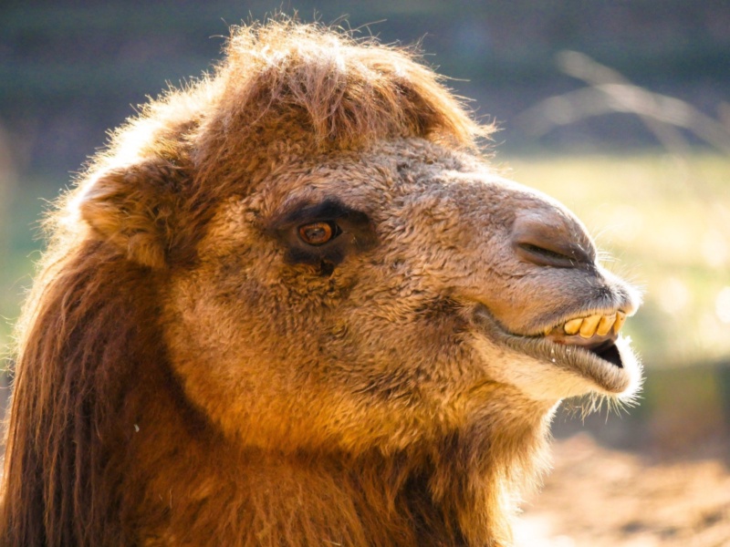 Featured image for The Camel: mocking more than ever helped by Quarkus friend