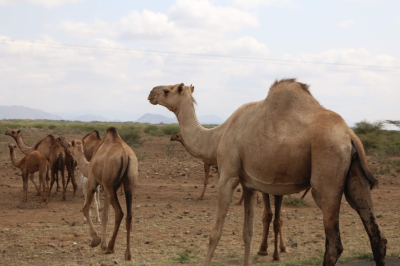 Featured image for New committers to Apache Camel