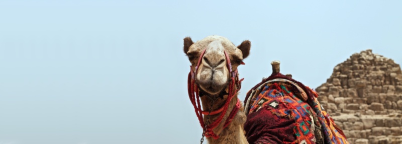 Featured image for Camel Quarkus Configuration Tips