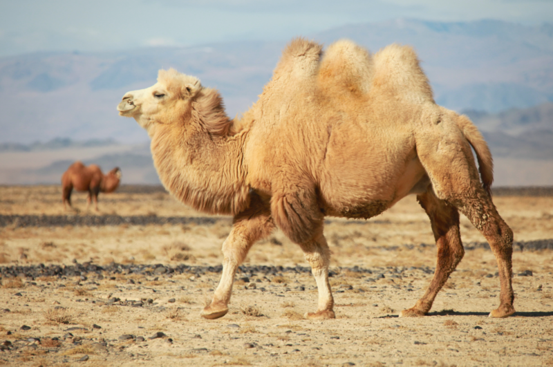 Featured image for Apache Camel 3.10 What's New