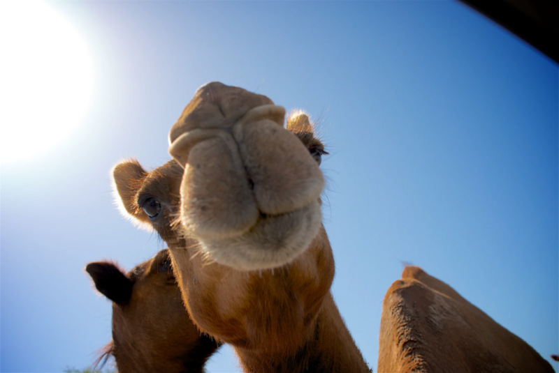 Featured image for Camel + JBang: bringing the world of Java scripting to Camel