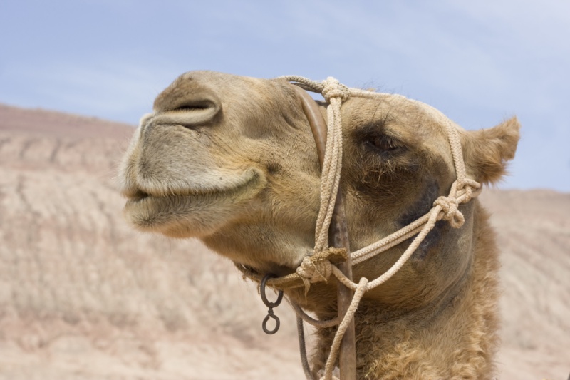 Featured image for Camel Quarkus 2.14.0 Released