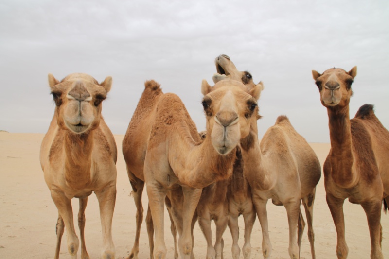 Featured image for Camel K 1.11 release