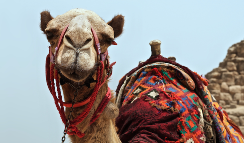 Featured image for Camel 4 Data Types