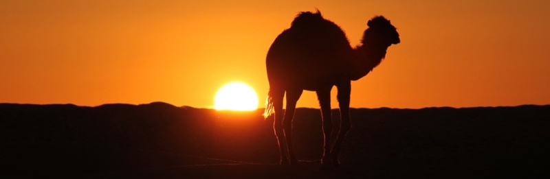 Featured image for Camel 2023 in Numbers